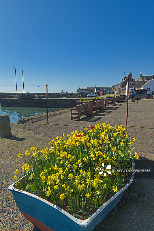 约翰肖文港口的旧船上的水仙花，位于阿伯丁以南约30英里，北海沿岸。苏格兰阿伯丁郡高地地区约翰肖文。图片素材