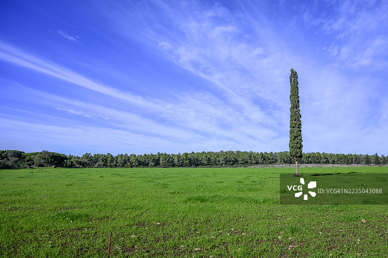 以色列一片郁郁葱葱的田野中的孤独柏树图片素材
