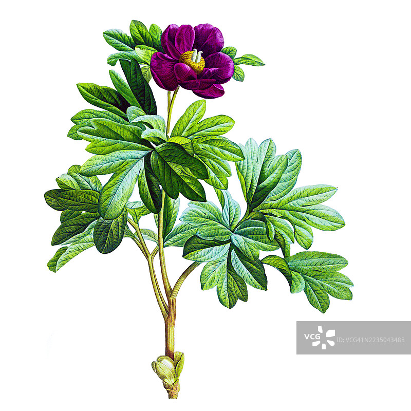 达乌里牡丹插图，一种属于牡丹科的多年生草本植物。皮埃尔-约瑟夫·雷杜特，公有领域图片素材