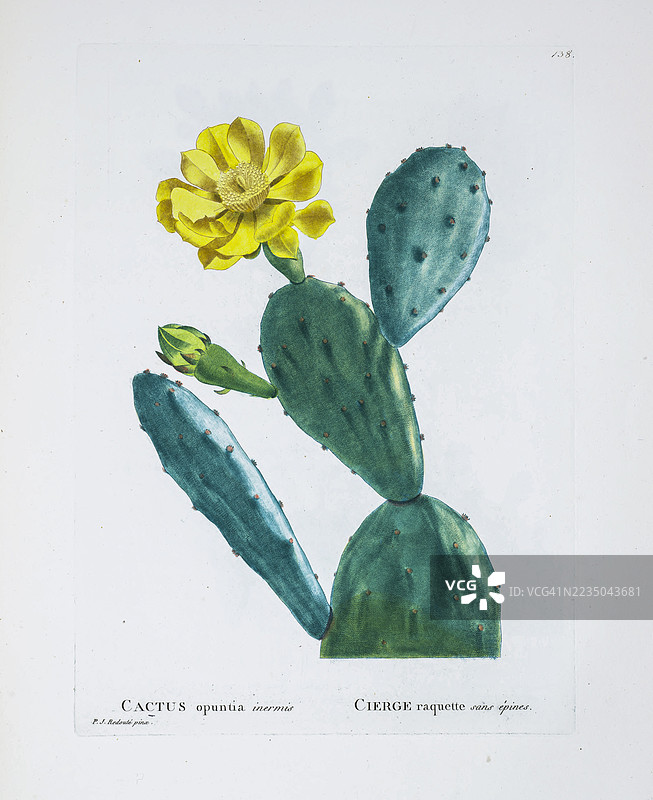 Opuntia humifusa Rafin. 的插图，这里称为仙人掌 opuntia nana。皮埃尔-约瑟夫·雷杜特，公有领域图片素材