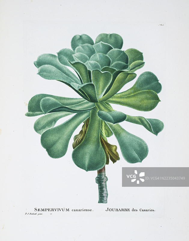 亚欧尼姆·加那利恩斯（L.），此处作为加那利多肉植物（Sempervivum canariense）插图。皮埃尔-约瑟夫·雷杜特，公有领域图片素材