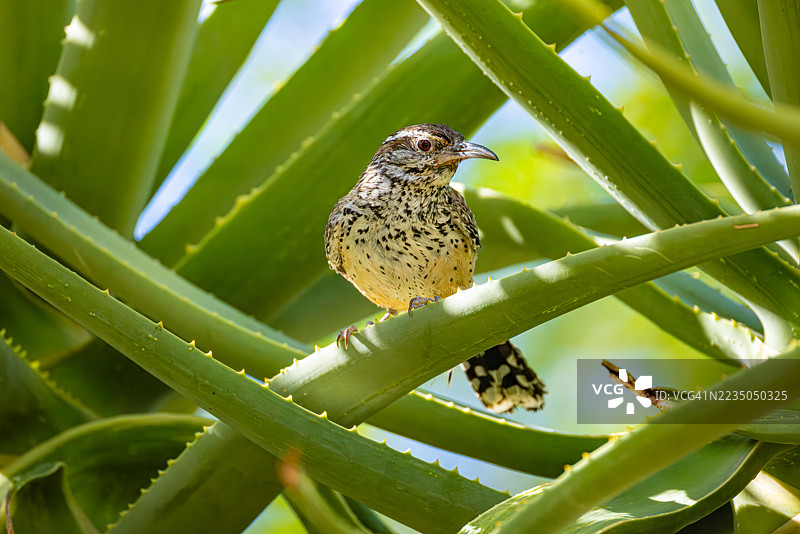 仙人掌鸣鸟在芦荟植物中，索诺兰沙漠，亚利桑那州图片素材
