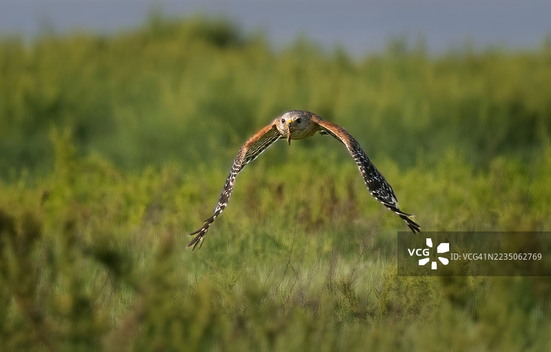 猎鹰在狩猎图片素材