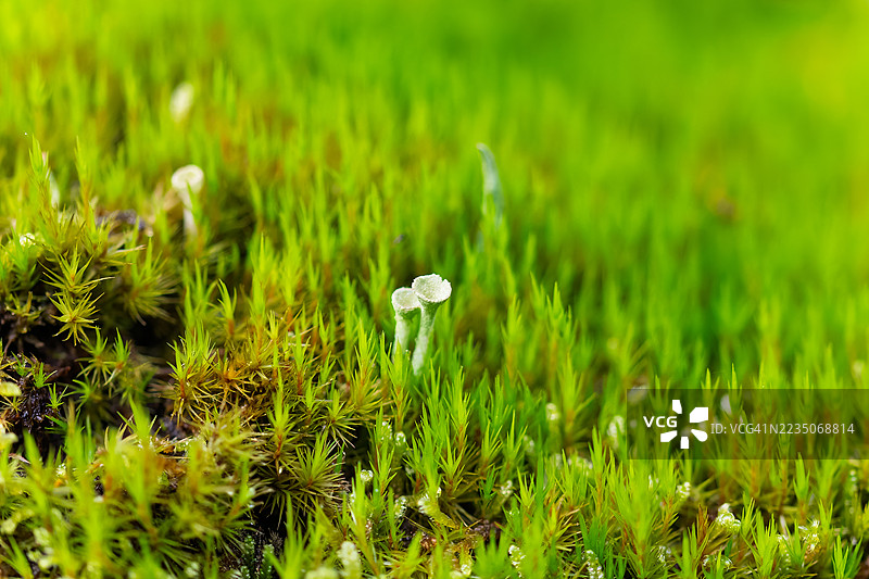 地衣杯状体在苔藓中看起来像高尔夫球座图片素材
