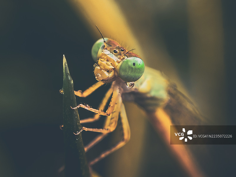 特写镜头：一只绿眼的豆娘栖息在植物茎上，周围有水珠。图片素材