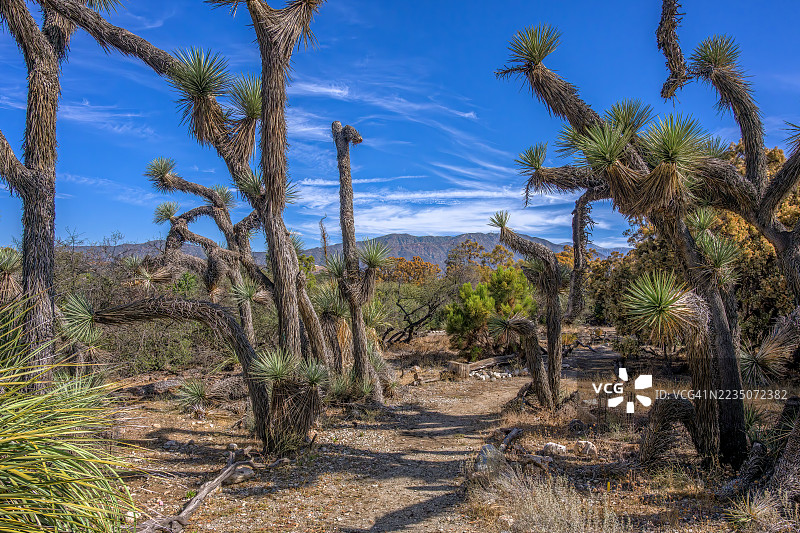 雄伟的约书亚树点缀在沙漠景观中，映衬着晴朗的蓝天，展示了美国西部独特的美丽，克莱蒙特，美国，加利福尼亚植物园图片素材