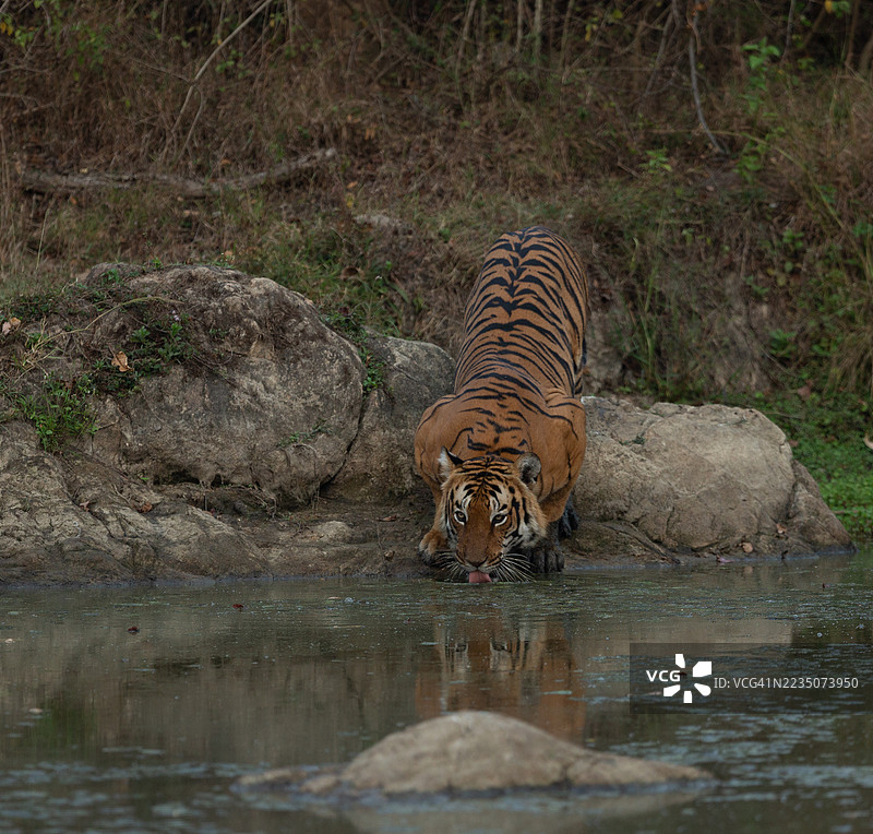 雄伟的老虎在其自然栖息地的宁静湖泊中饮水图片素材