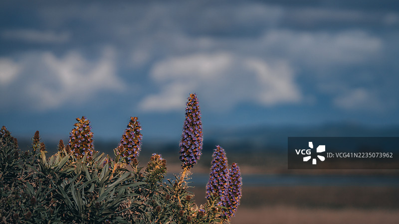 鲜艳的紫色花朵在戏剧性的天空下高高挺立，展现了宁静景观中自然的美丽。图片素材
