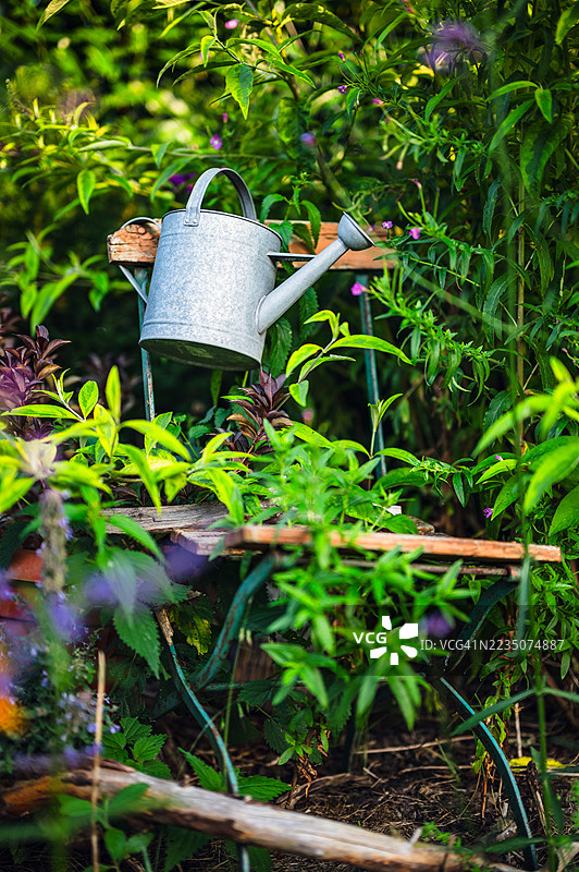 镀锌浇水壶挂在木椅上，背景是生机勃勃的绿色花园图片素材