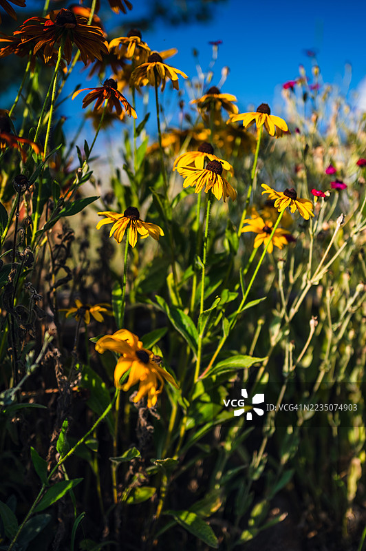 阳光明媚的花园里，鲜艳的黑眼苏珊花在晴朗的蓝天下盛开。图片素材