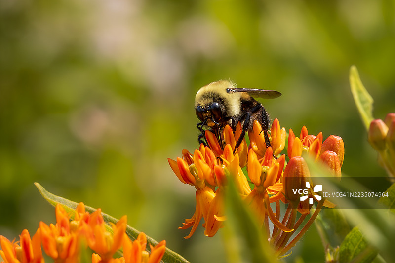 一只生机勃勃的黄色和黑色大黄蜂在阳光明媚的户外环境中，正在明亮的橙色奶草花上授粉的特写镜头图片素材