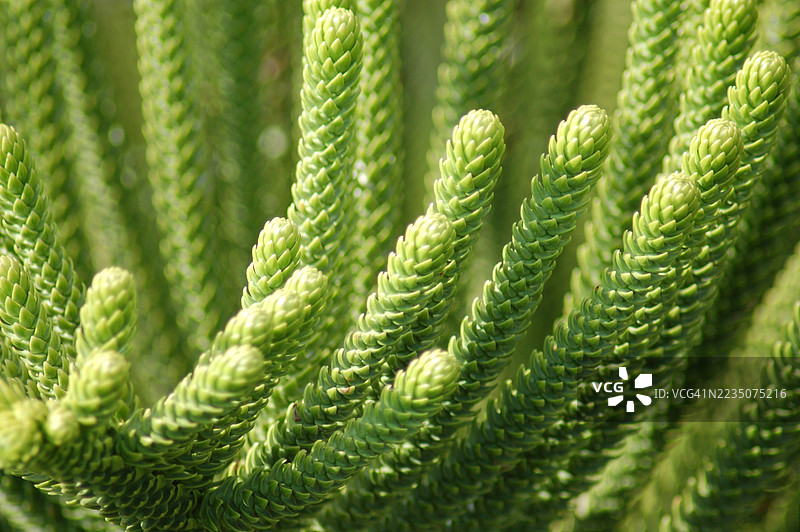 生机勃勃的绿色纹理植物，带有重复的图案和自然光照图片素材
