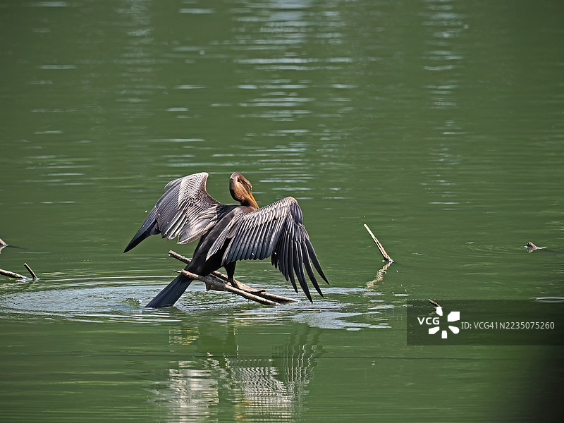 一只安赫尔鸟在宁静的湖边栖息在树枝上，张开翅膀晾干。图片素材