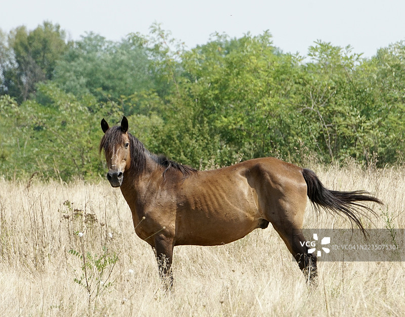 一匹雄伟的棕色马站在干燥的田野上，面向镜头，背景是绿色的树木。图片素材