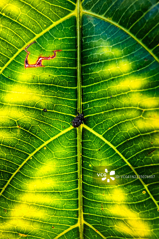 小黑虫在鲜艳的绿黄叶子上的特写微距拍摄，突显自然的纹理和图案图片素材