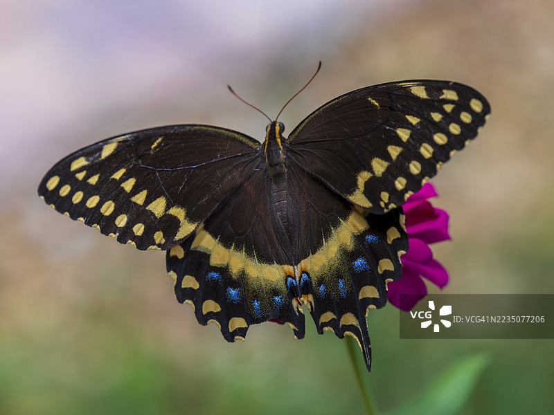 黑色燕尾蝶特写，带有黄色和蓝色花纹，停在鲜艳的粉色花朵上图片素材