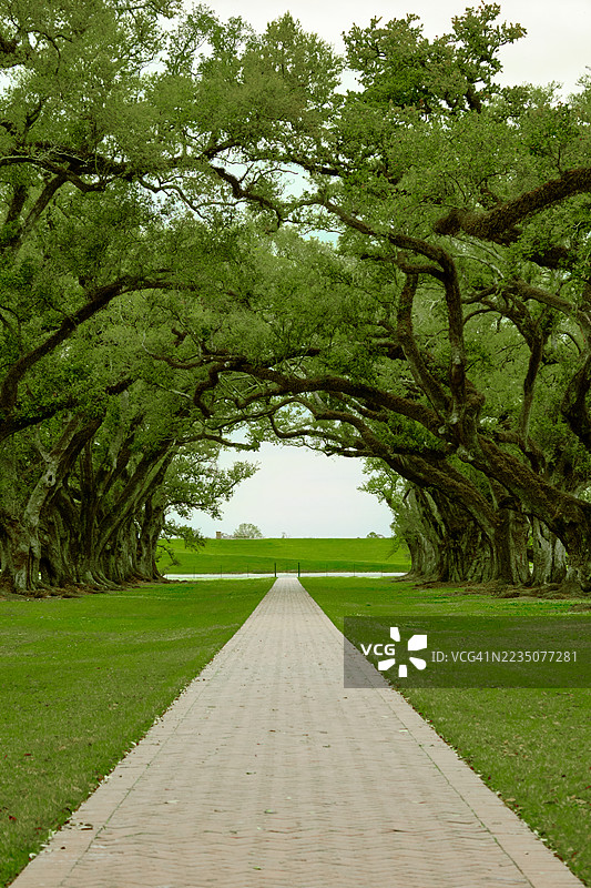 一条漫长而空旷的砖石小路穿过一片古老的、覆盖着苔藓的橡树林，位于美国格拉梅西的郁郁葱葱的公园中。图片素材