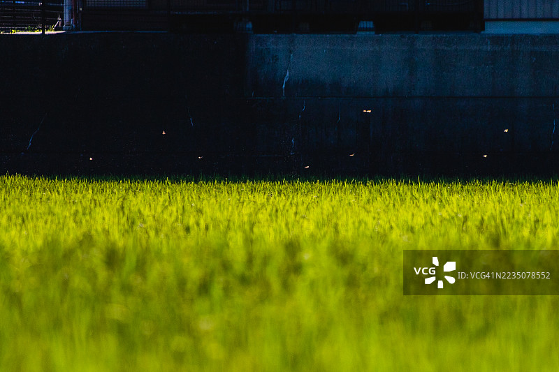 黄昏时分，生机勃勃的绿色稻田特写，远处萤火虫闪烁。图片素材