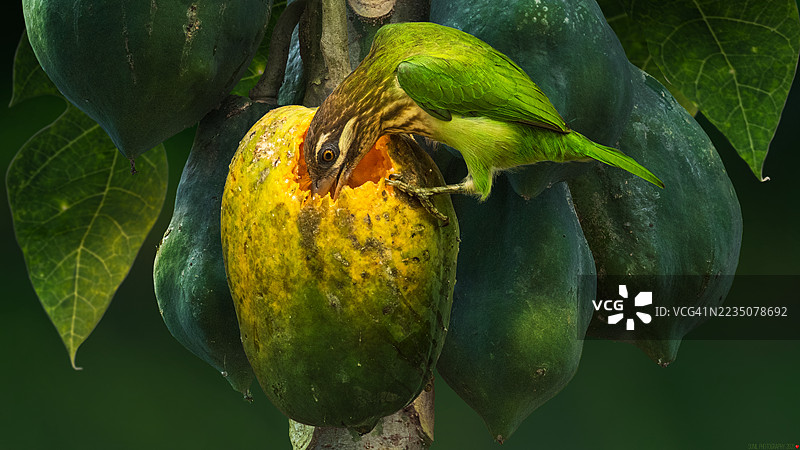 生机勃勃的绿鸟在郁郁葱葱的热带环境中啄食成熟的木瓜图片素材