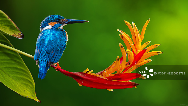 一只生机勃勃的翠鸟停歇在热带花朵上图片素材