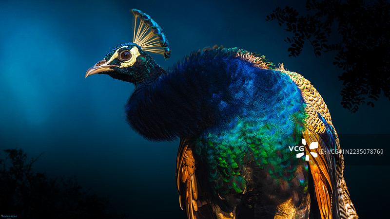 特写镜头下，一只色彩鲜艳的孔雀，拥有令人惊艳的蓝绿色羽毛，背景为深邃而富有戏剧性的暗色调。图片素材