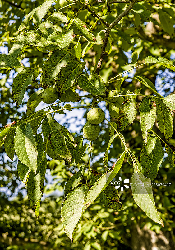 树枝上茂盛的绿叶和正在发育的核桃，沐浴在自然阳光下图片素材