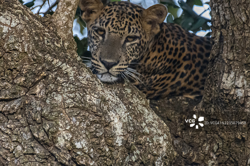 一只雄伟的豹子伫立在树枝间伪装，观察着周围的环境。图片素材