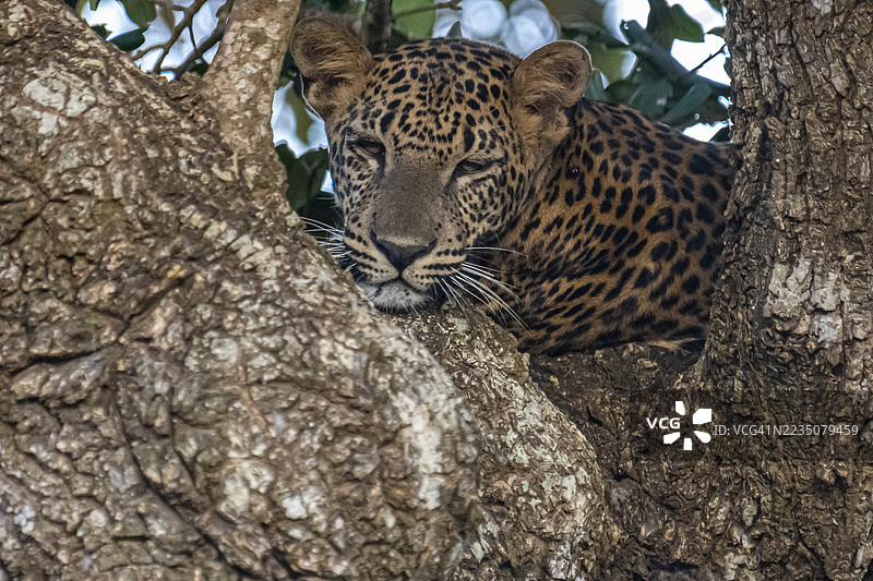 一只雄伟的豹子安静地栖息在树枝上，与其自然栖息地完美融合。图片素材