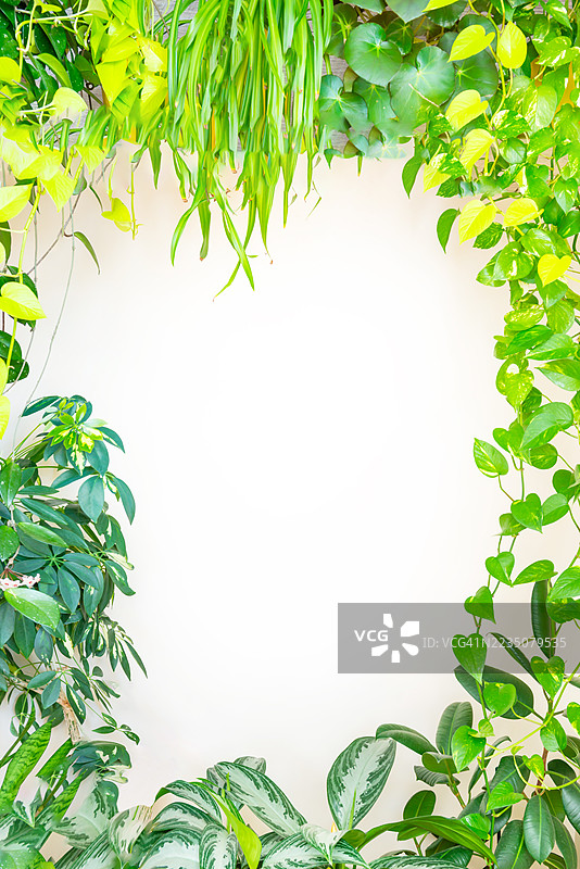 郁郁葱葱的绿叶勾勒出明亮的白色背景，为文字留出自然的边框图片素材