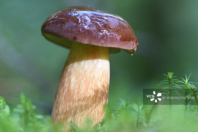 Imleria badia图片素材