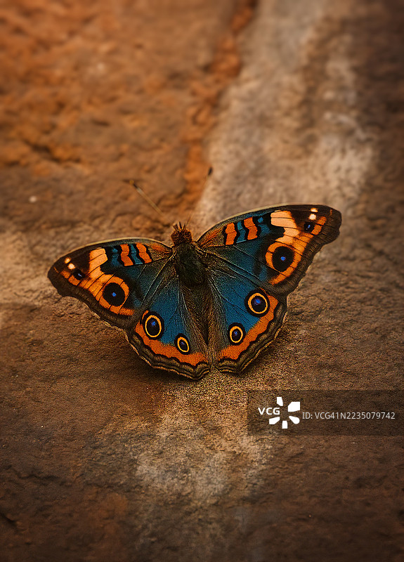 色彩斑斓的孔雀斑蝶栖息在有纹理的石面上图片素材