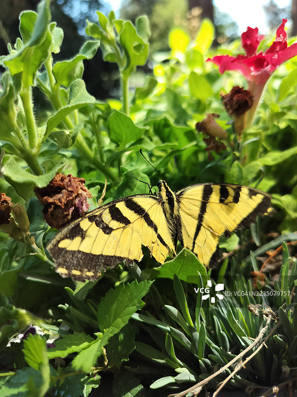 一只鲜艳的黄色蝴蝶在明媚的阳光下栖息在郁郁葱葱的绿叶上。图片素材