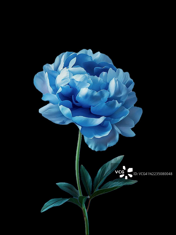 鲜艳的蓝色牡丹花与深黑色背景相映衬图片素材