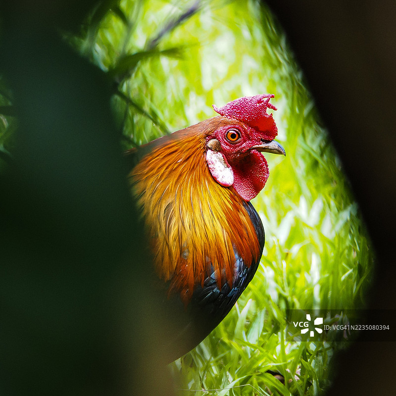 色彩鲜艳的公鸡特写，红色的鸡冠和金色的羽毛在绿色的叶子中间。图片素材