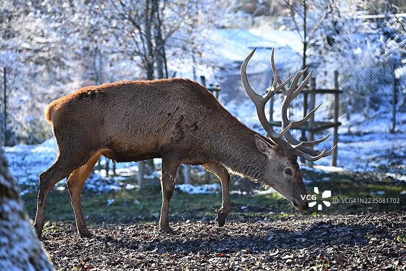 雄伟的红鹿雄性在雪白的冬季森林中觅食，头上长着巨大的鹿角图片素材