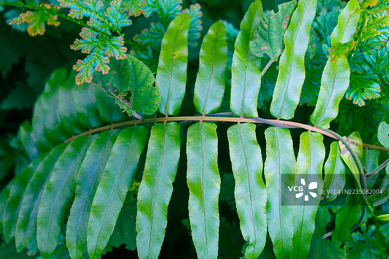 生机勃勃的绿色蕨类植物叶片和叶子在郁郁葱葱的自然环境中图片素材
