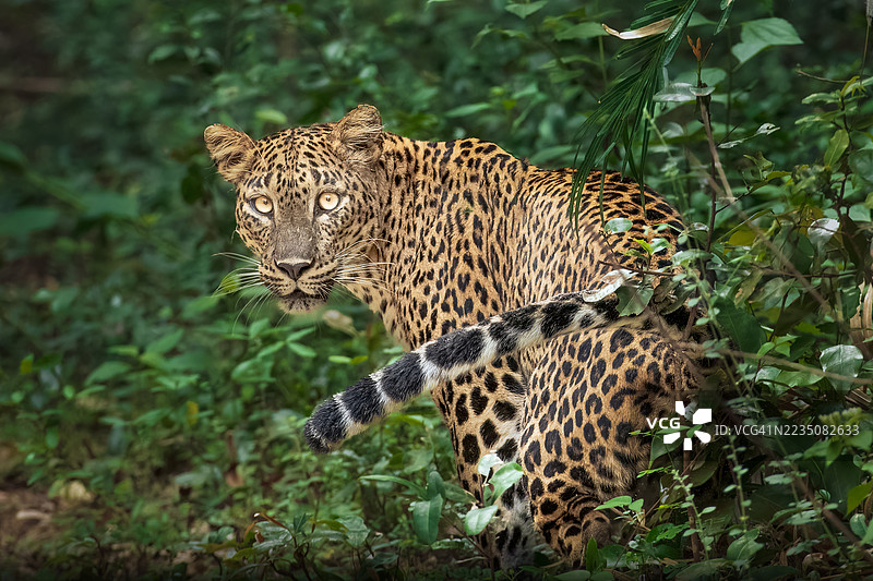 一只雄伟的豹子从茂密的森林中走出，目光紧盯前方，神情专注。图片素材