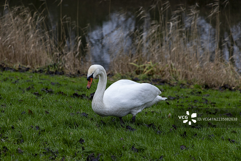 优雅的白天鹅在宁静的池塘边觅食，周围是芦苇。图片素材