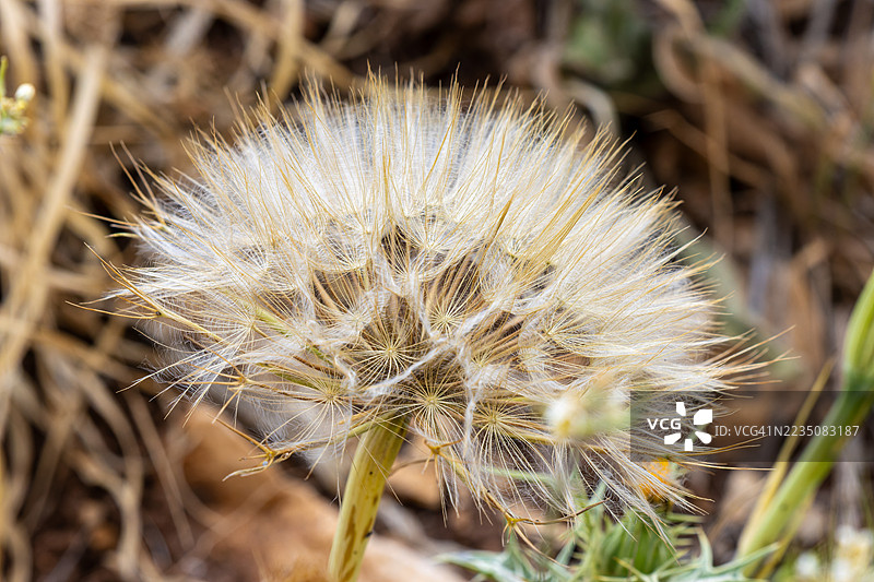 田野里蒲公英种子蓬蓬的特写，准备散播它的种子图片素材
