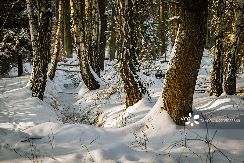 阳光照耀着被雪覆盖的树木，营造出宁静的冬季森林景观图片素材
