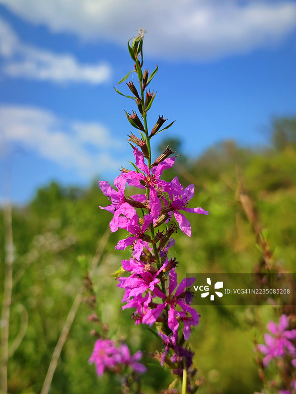 在明亮的蓝天下，紫花苜蓿盛开的鲜艳粉色花朵图片素材