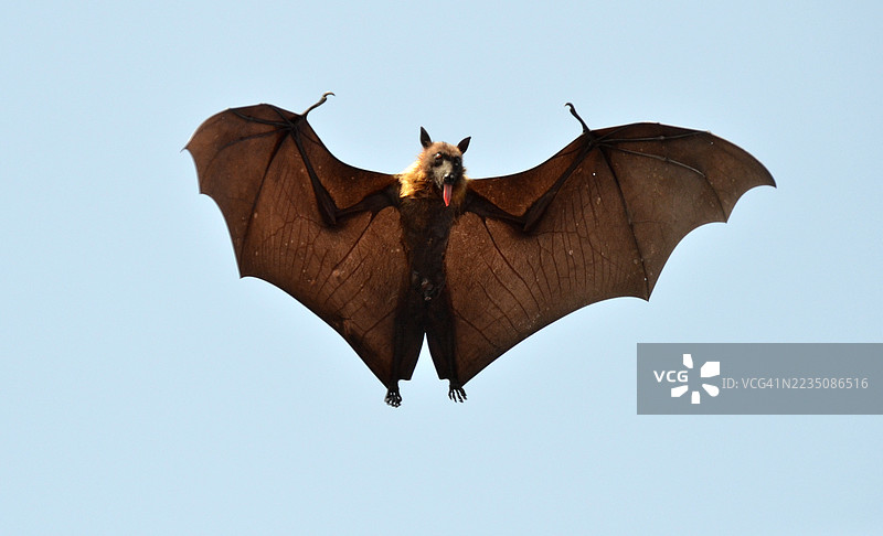 一只翅膀展开的蝙蝠在晴朗的蓝天中飞翔的低角度视图图片素材
