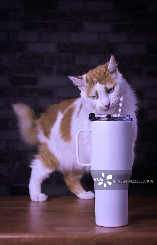 好奇的猫咪在木质表面上调查一个带吸管的大杯子图片素材