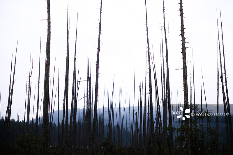 阴森的低角度视图，死去的树木与苍白的天空形成对比，暗示着环境变化。图片素材