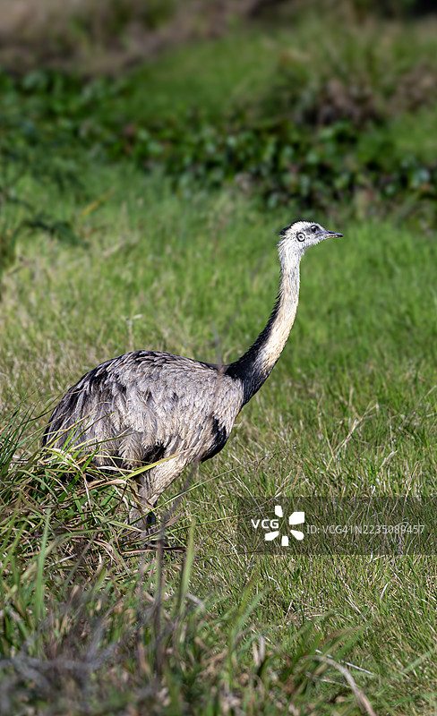 大鸨在其自然栖息地的草地上行走图片素材