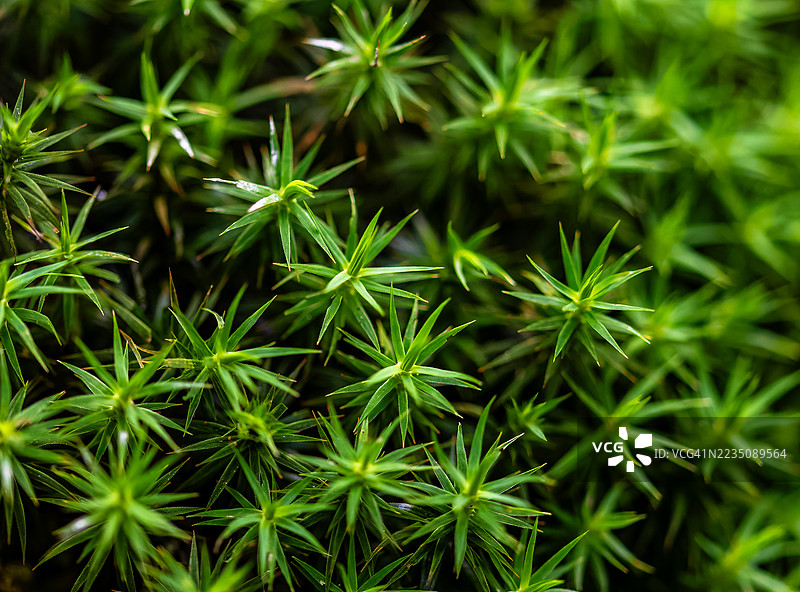 苔藓看起来像星夜图片素材