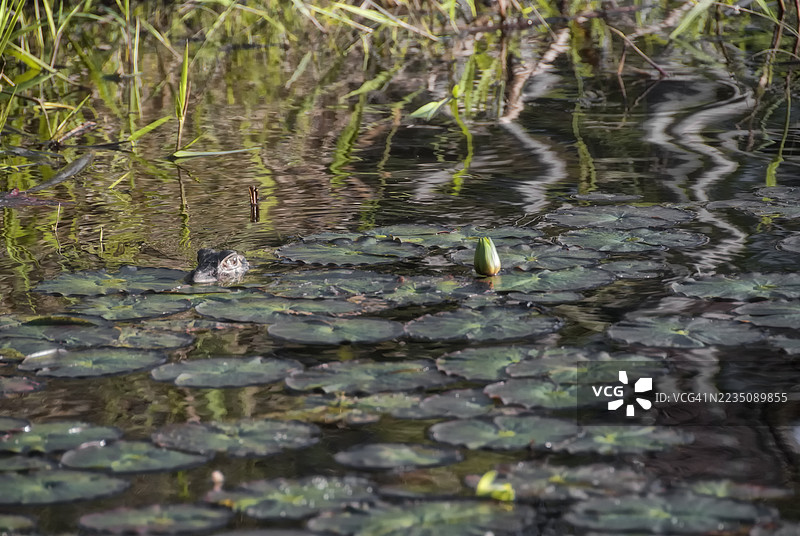 鳄鱼在宁静的沼泽中，透过睡莲叶悄悄地注视着。图片素材