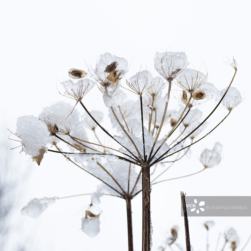 冬季，细腻的干植物被新鲜的雪覆盖，映衬在柔和的白色天空下。图片素材