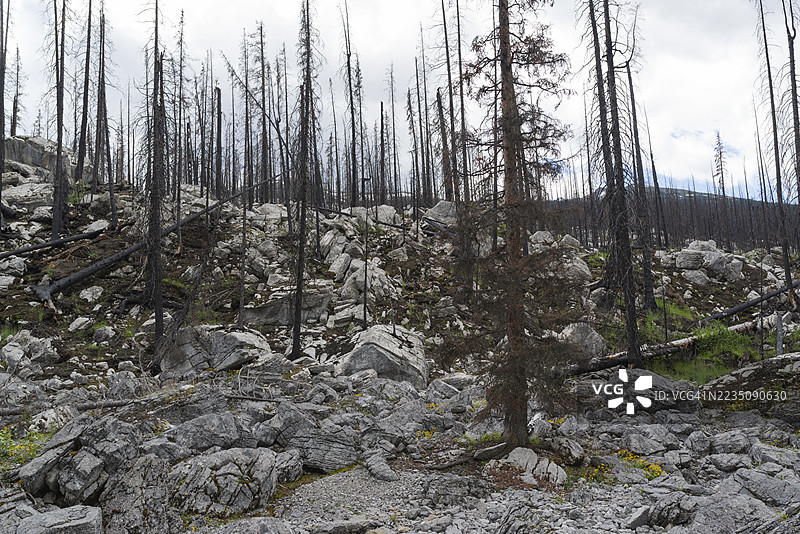 一片荒凉的森林景观，遭受火灾的侵袭，焦黑的树干和散落的岩石在阴云密布的天空下。图片素材