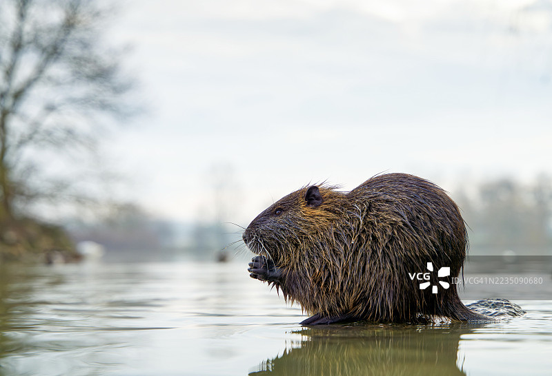 水中的海狸鼠或水豚，正在觅食图片素材